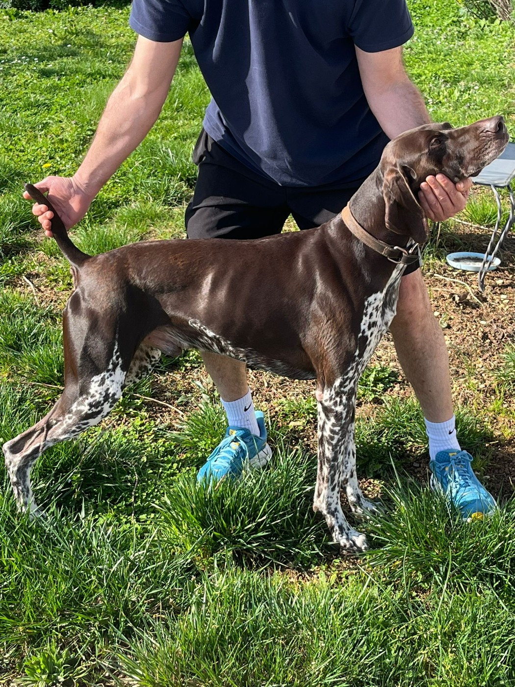 ROUKY des champs de blé doré