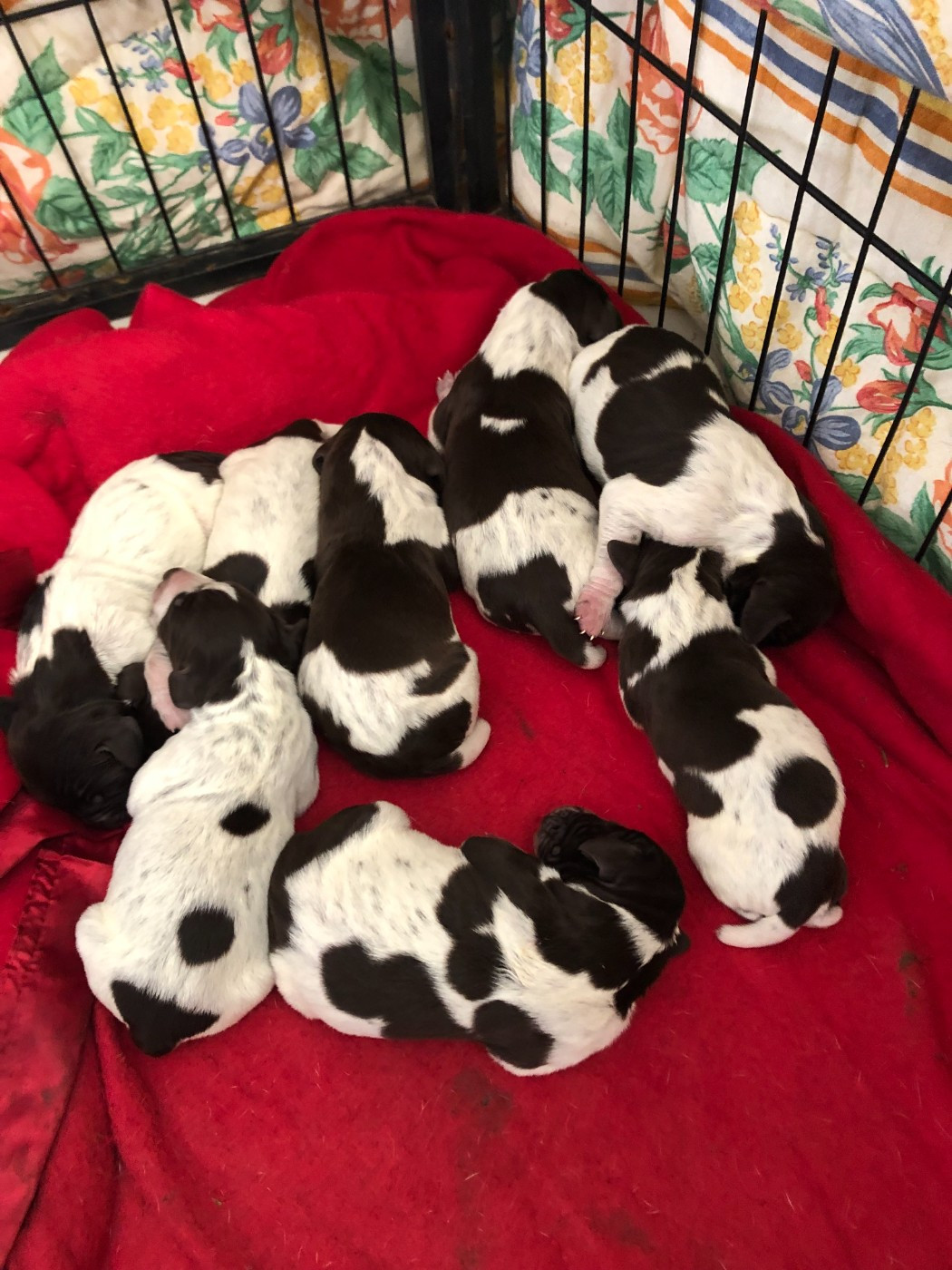 Du Parc De La Grange - Braque allemand à poil court - Portée née le 19/03/2026